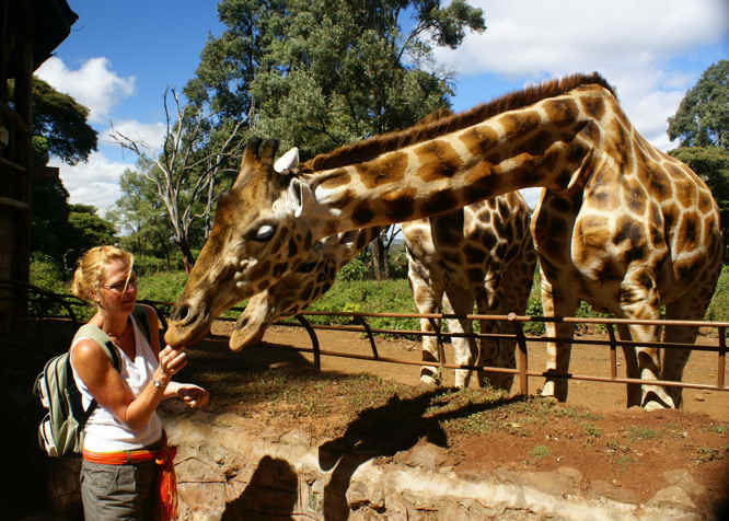 Feeding the Giraffes