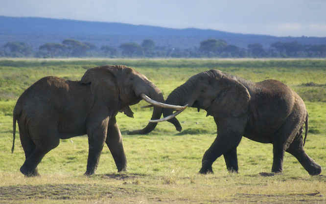 African Elephants in Kenya