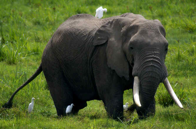  Elephant of Amboseli National Park