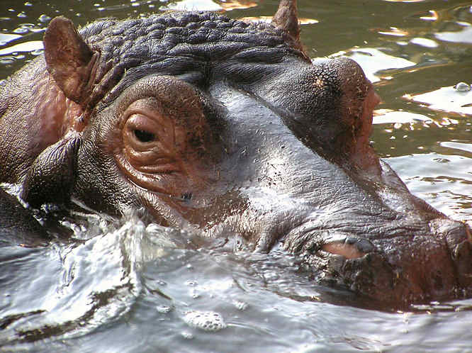 hippo pool Kenya