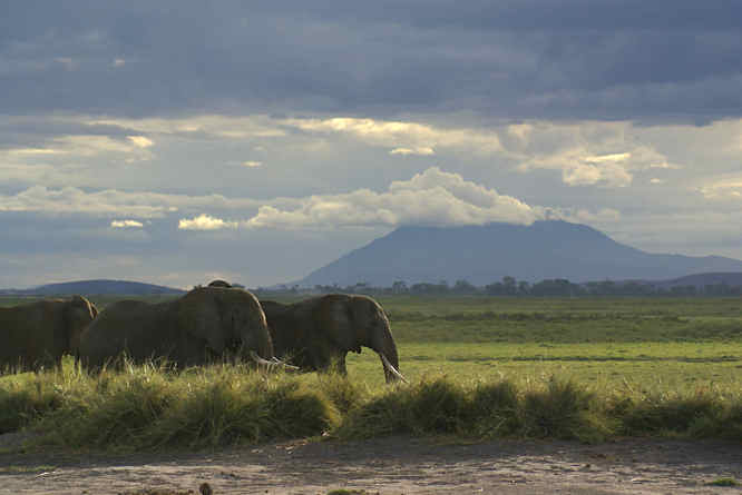 Elephant walking past Kilimanjaro