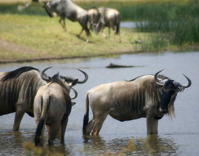 Wilderbeast herds in Amboseli
