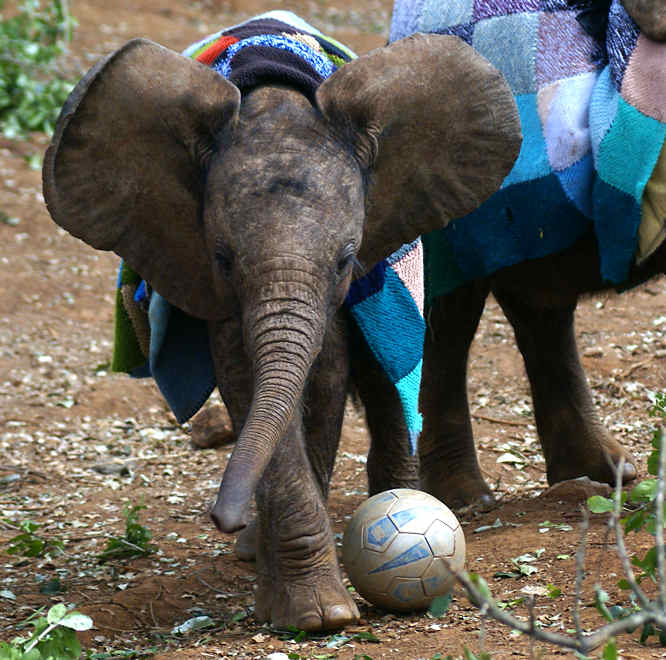 Baby elephant playing football in Kenya