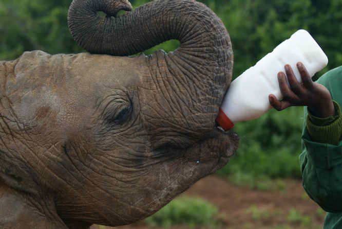 Elephant orphanage-David Sheldrick Wildlife Trust Kenya