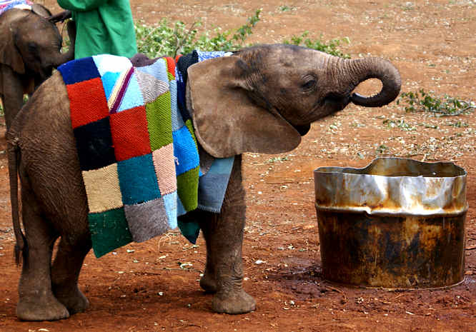 Nairobi Elephant Orphanag