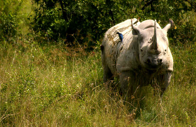 Black Rhino in Kenya