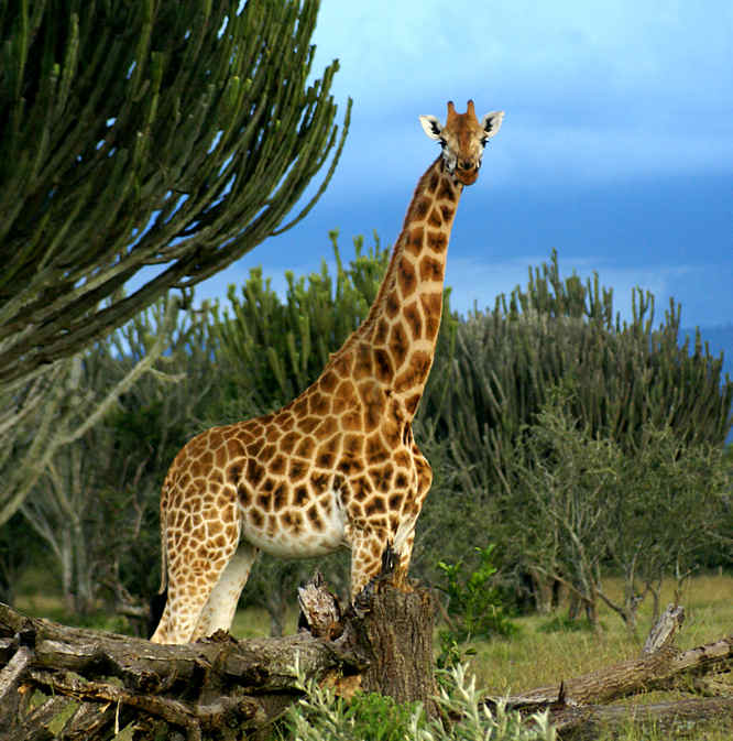  Rothschild Giraffes