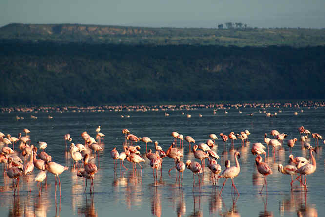Pink flamingos kenya