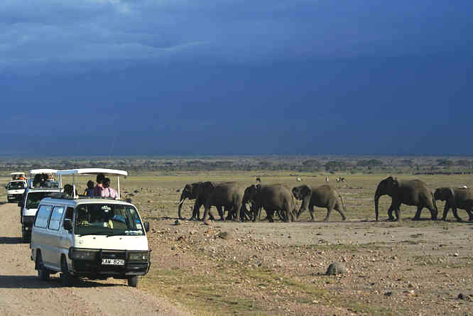 Ambosili elephants