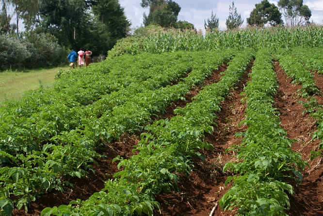 potato crop