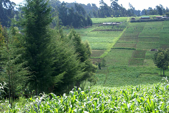 African farms