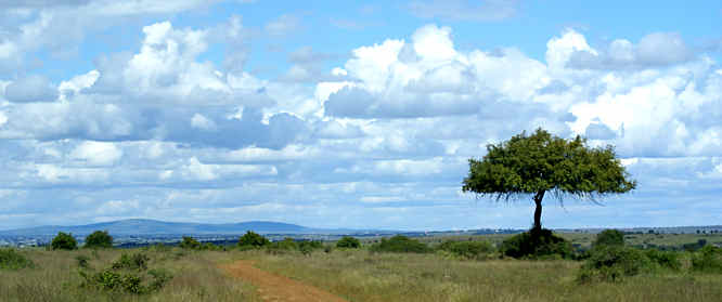 Nairobi National Park landscape