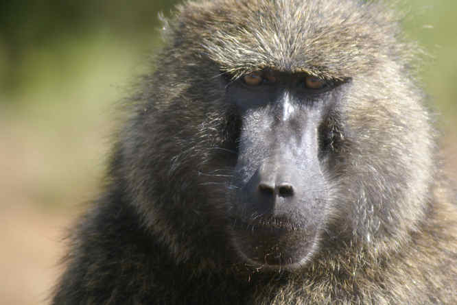 Nairobi baboon