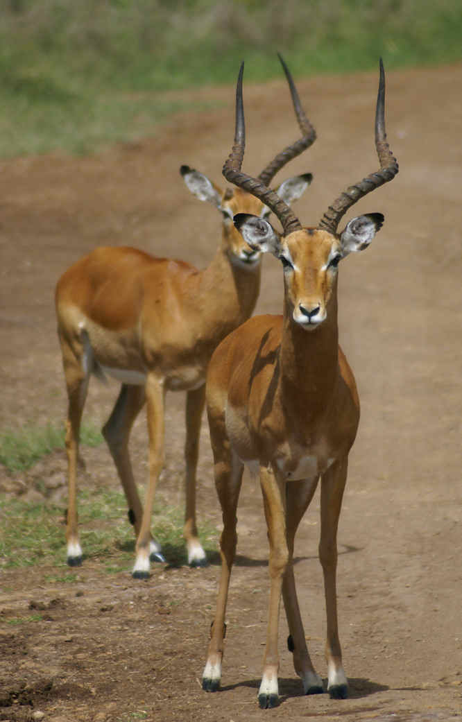 Nairobi National Park