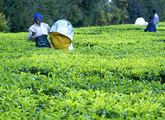 Tea pickers in Kenya