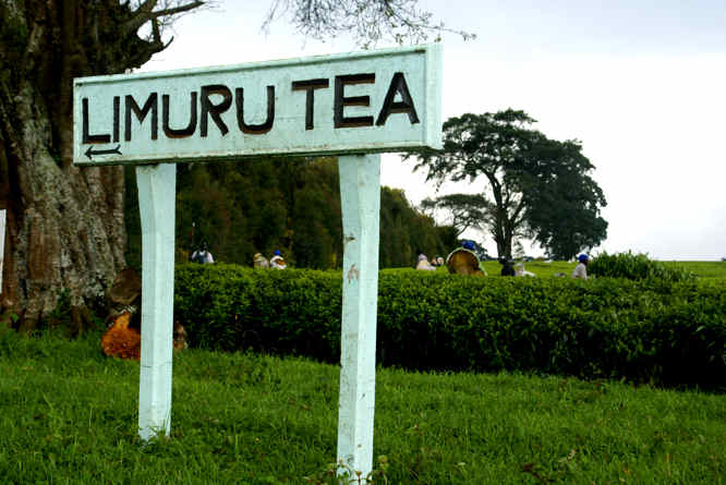 Tea Plantations in Limuru - Kenya 