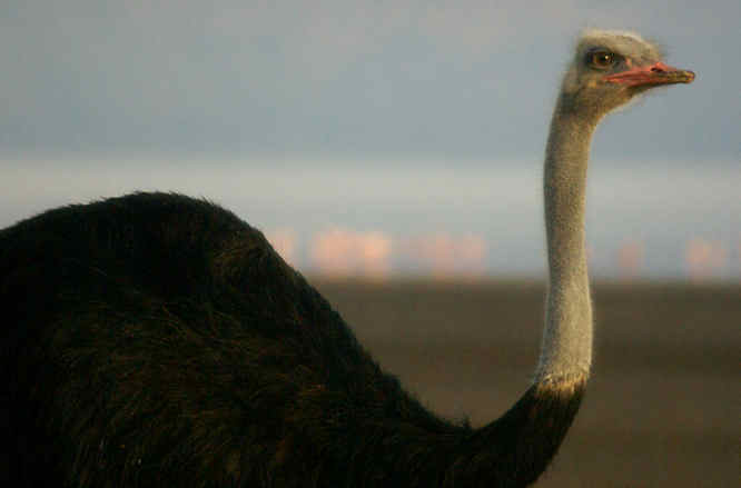 ostrich in Kenya