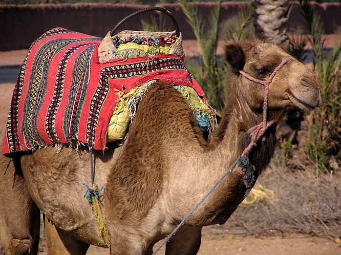 Camel 