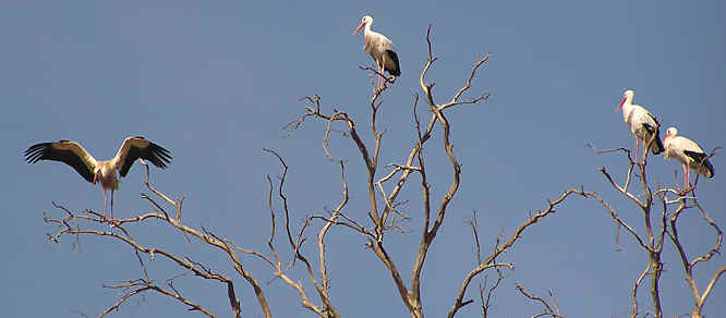 Marrakech Morocco storks