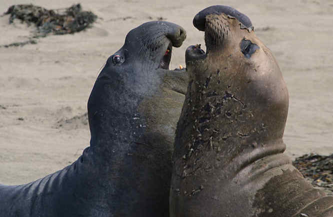 Big Sur Valley Elephant seals