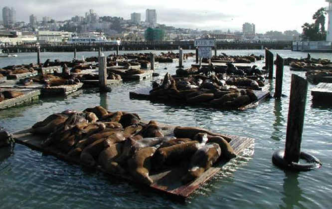 Usa California San Francisco Fisherman s Wharf Pier 39 Sea Lions