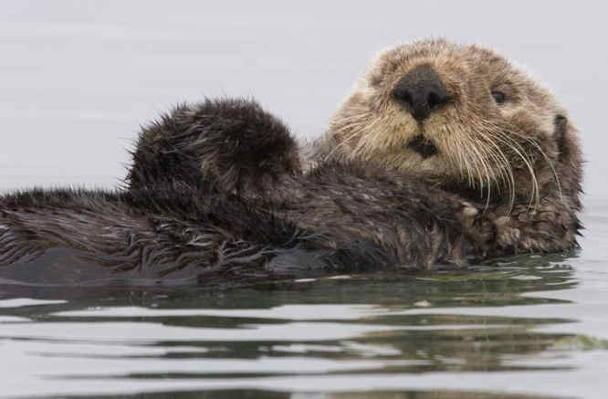 Californian Sea Otter