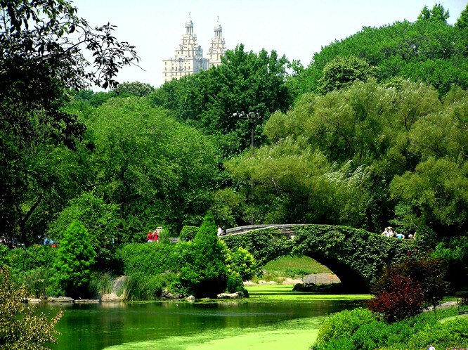 NYC Central Park pond