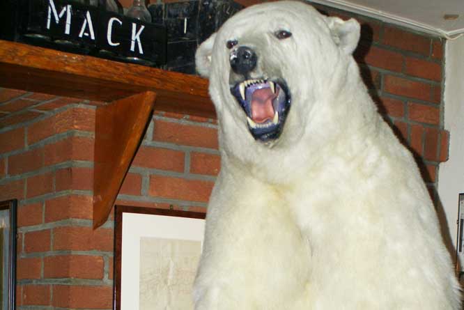 polar bear in the pub of Macks Brewery Tromso 
