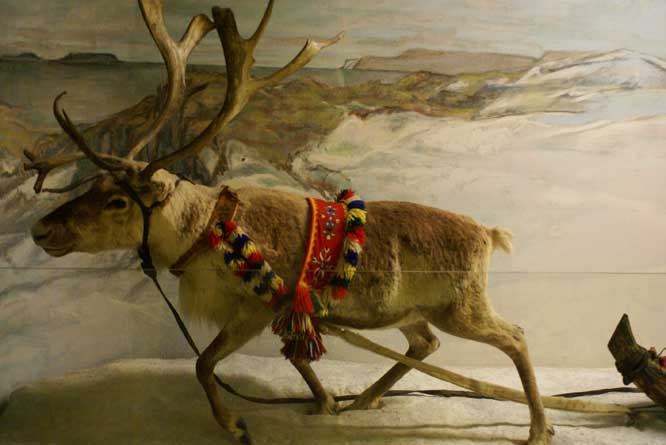 reindeer 