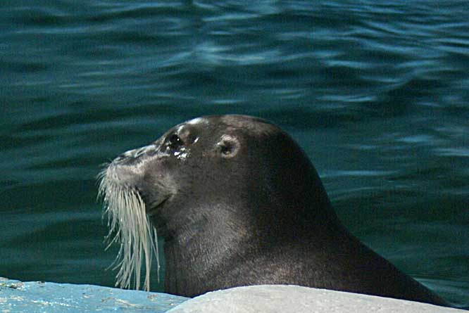 bearded seal 