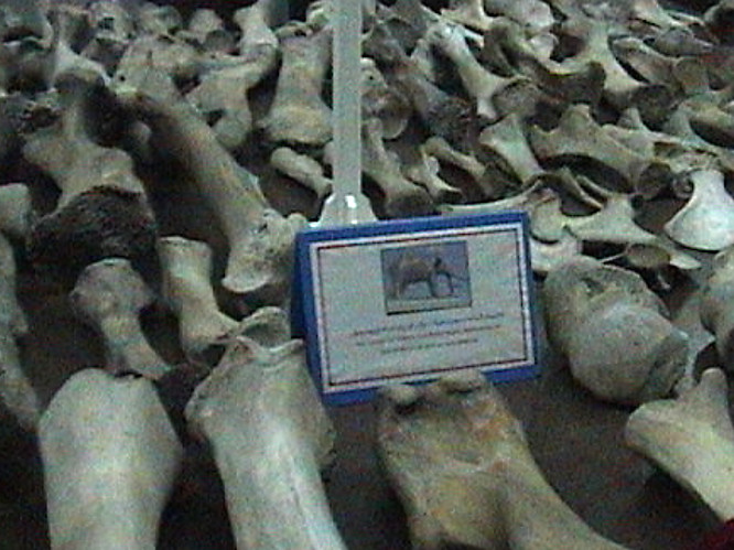 Royal Elephant bones