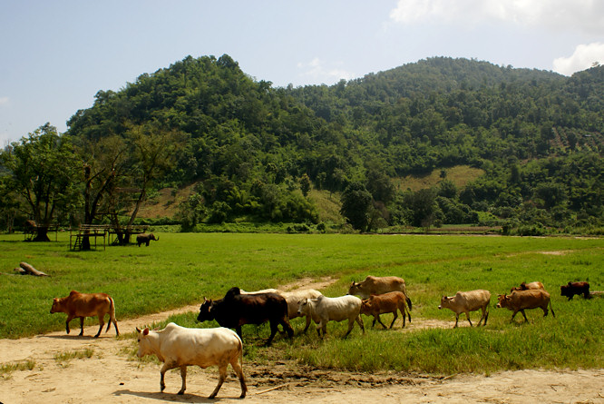 Asian Cattle