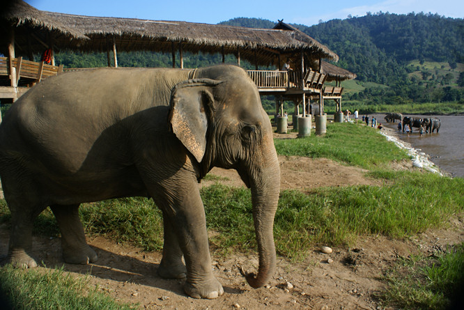 Elephant Nature Park