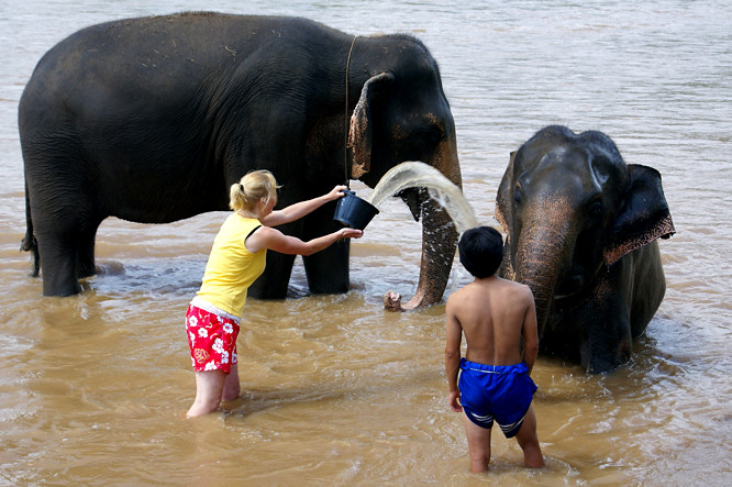 Elephant bath time 