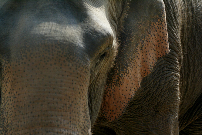 an older asian elephant