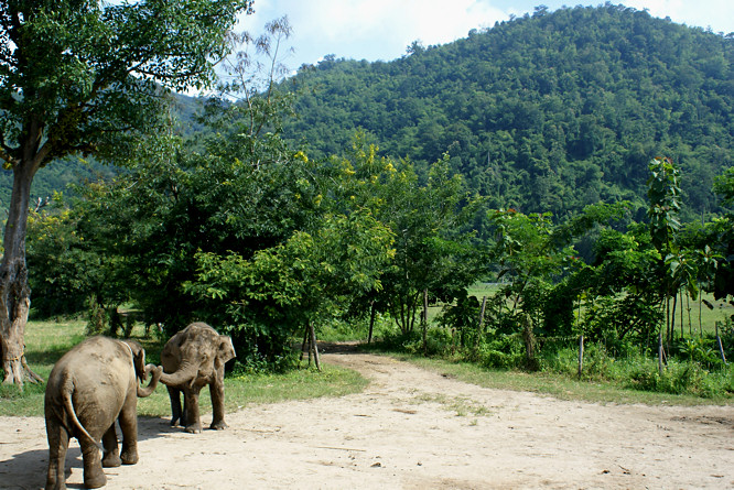Elephant Nature Parks Elephant Haven