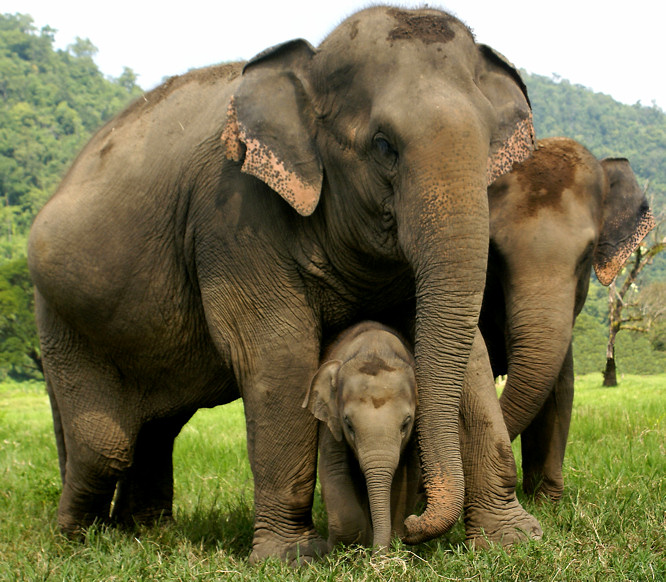 Elephant Orphanage near Chiang Mai