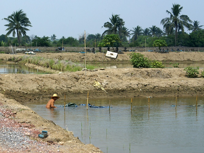 Bangkok shrimp farm