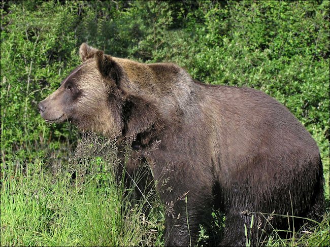 Brown Grizzly Bear in Grand Teton National Park