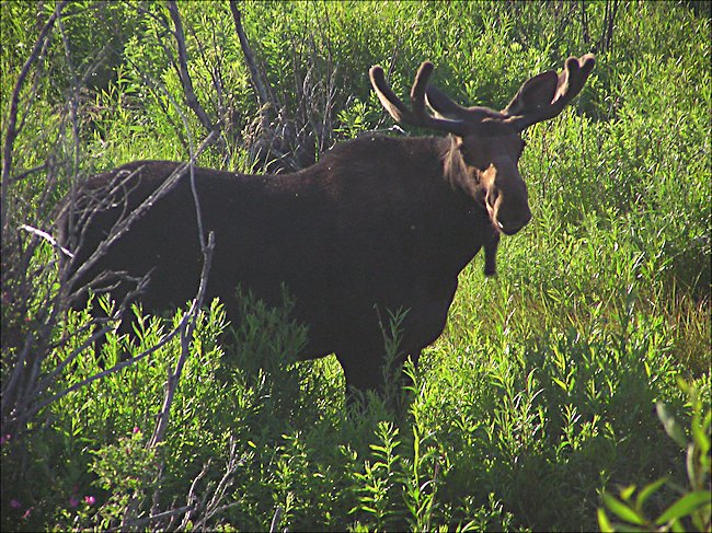 male Moose in Grand Teton National Park