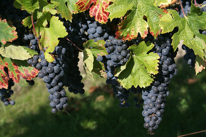Red wine vineyards in the Dordogne