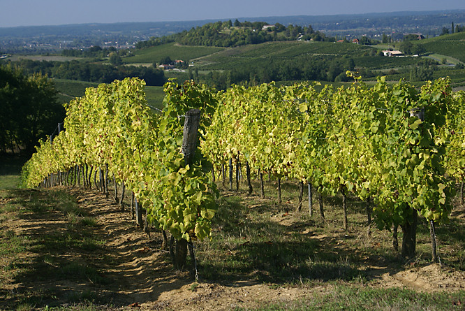 vineyards in the Dordogne