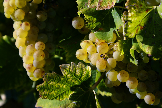 Bergerac wine grapes