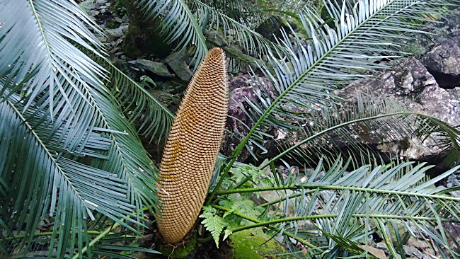 Evolution Garden in Singapore