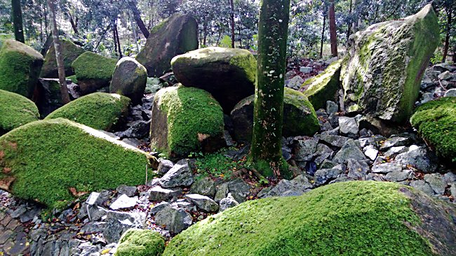 Evolution Garden in Singapore