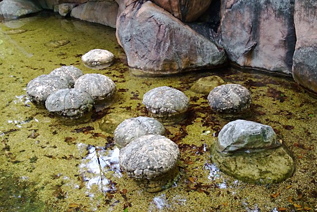 Stromatolites rock pedistals