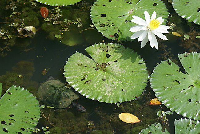 water lillies in Symphony Lake