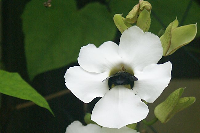 Singapore Carpenter Bees