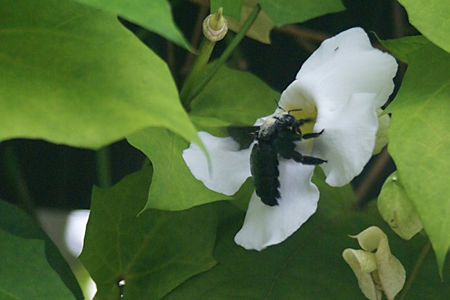 Singapore Carpenter Bees