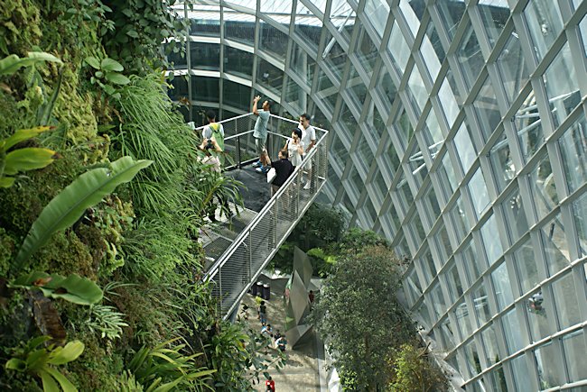 Mountain walkways in  Cloud Forest dome